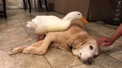 Possessive duck won't let human pet his doggy friend