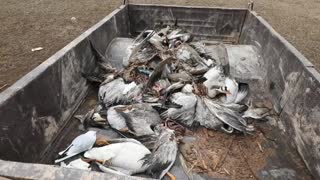 Virus de gripe aviar deja miles de aves muertas en la India