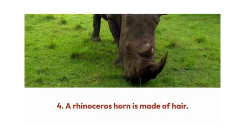 Rhinoceros horn is actually HAIRS