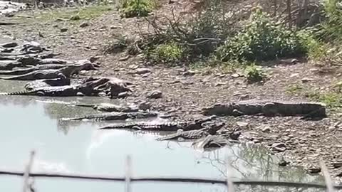 ’Large number’ of crocodiles escape from Boland breeding farm [Pt.2]