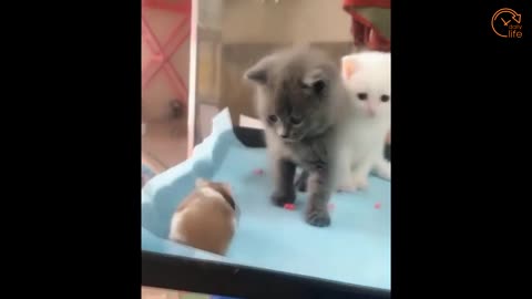 Funny and Hilarious cat