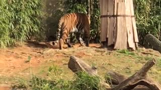 Tiger sneaking out of his place