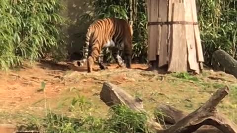 Tiger sneaking out of his place
