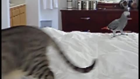 Parrot attacks cat!