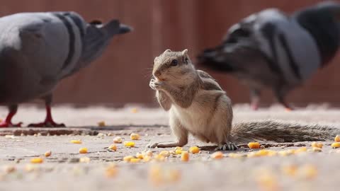 Indian palm squirrel or three-striped palm squirrel (Funambulus palmarum