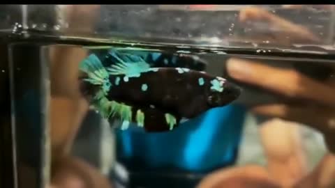 Most beautiful black star betta fish in the world