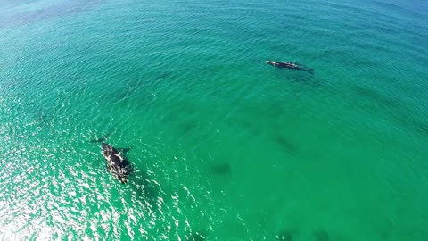 Impactante vista de las ballenas en Australia Occidental