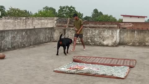 Pet- Dog with Boy