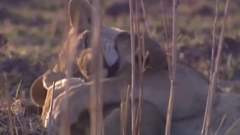 lion cub welcomed with a hug from mom and afternoon cuddle while dad just watch