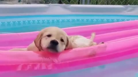 Labrador Puppies cute and funny videos