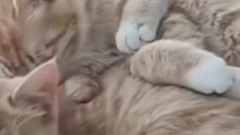 The kitten doesn't know it's shedding hair, it just wants to rub against you