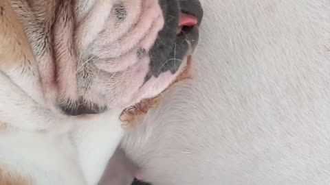 Adorable bulldog ingles