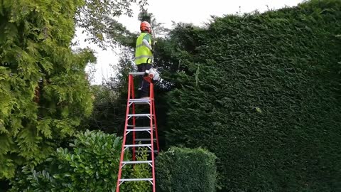 How long does it take to trim the hedge?