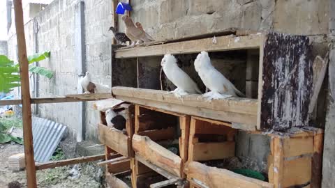 Pigeon aviary