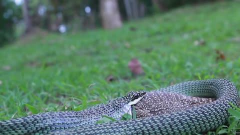 Golden Tree Snake Eating Monitor Lizard After Falling out of Tree Next to Me at Dinacon