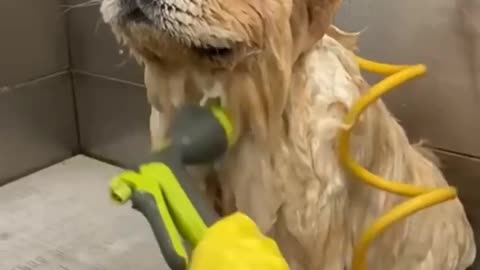 Dog bathing with pressure shower