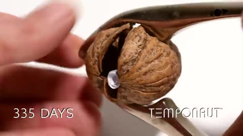 Walnut Time-lapse