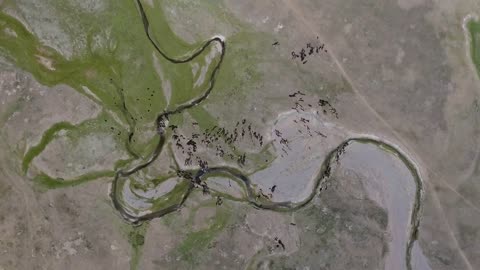 Aerial drone shot top view herd of horses and river lines in mongolia