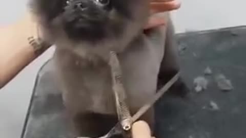 Dog dancing while getting a hair cut