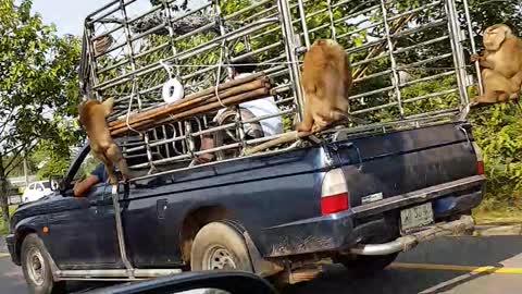 Monkeys Hitch a Ride