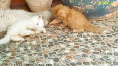 Logan and Dolomite (Beautiful Persian Kittens)