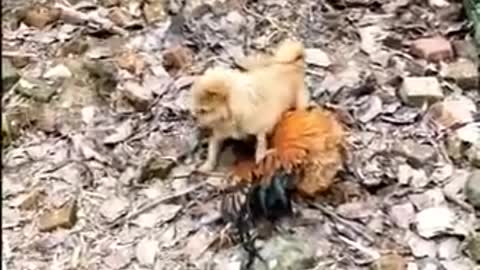 Chicken and Dog fighting video clip