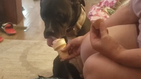 Our pets love ice cream cones