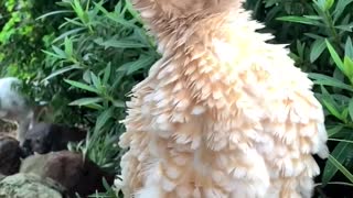 Frizzled Polish Chicken Enjoys the New Rain