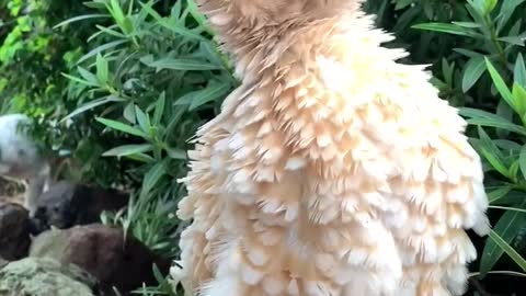 Frizzled Polish Chicken Enjoys the New Rain