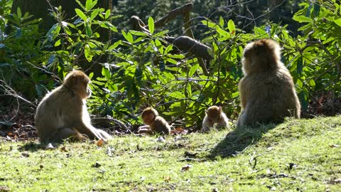 #Barbary Macaque #Barbary Macaque video#Animal# Animal video#