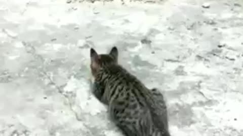 Funny Cat Fight Hen