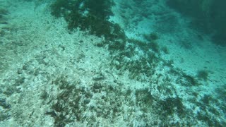 Clear waters of Silver Springs