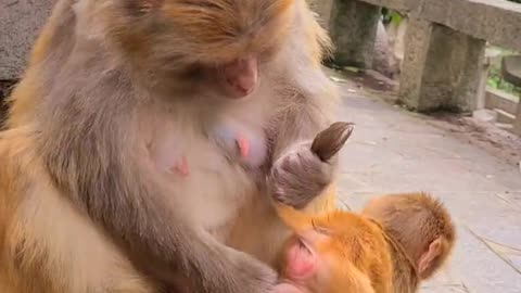 Baby monkey cute animals 19