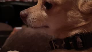 Tequila the Chihuahua Is Angry