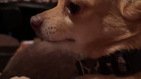 Tequila the Chihuahua Is Angry