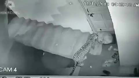 Leopard sneak attack on dog inside house