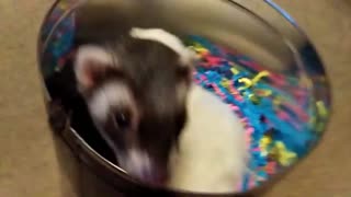 Ferrets and paper shreds