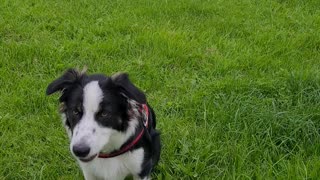 Mylo and his ball