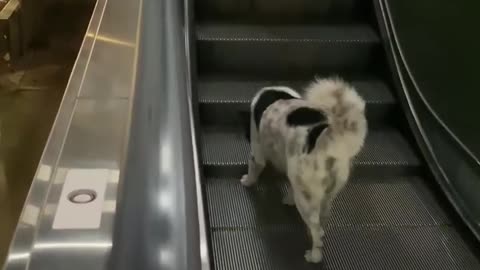 Dog Goes Up the Down Escalator