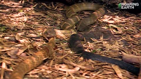 This is why the King Cobra's is also known as snake eater.