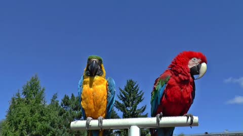 Cute and Loving Parrots