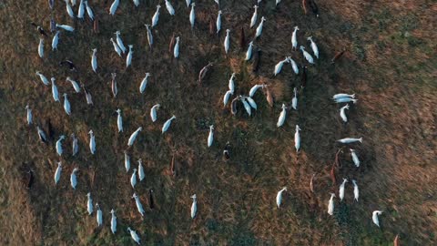 Aerial view. Goats grazing in field on farmland