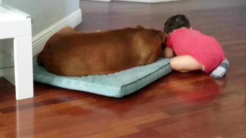 Baby gives Pitbull love and affection