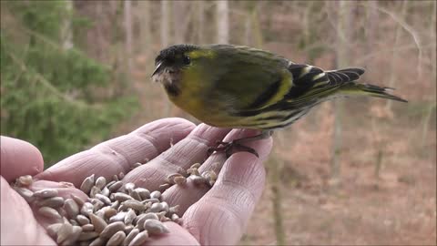 Beautiful green bird eating from a person's hand