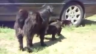 Responsible Dog Breaks Up Cat Fight!