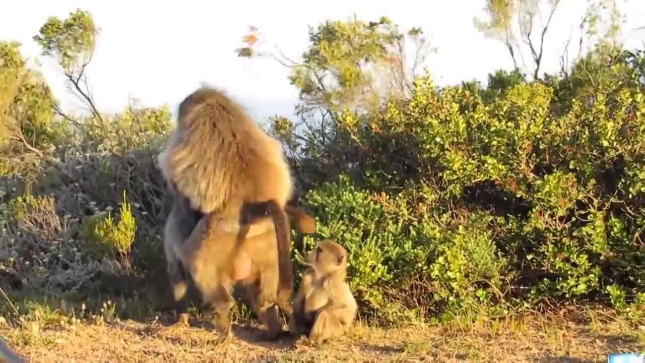 BRAVE BABOON ATTACKS POISONOUS SNAKE!!
