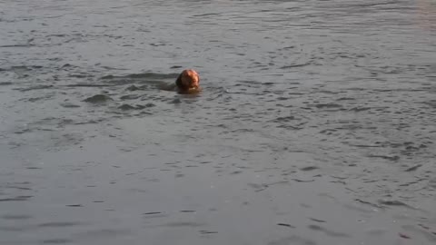 Chesapeake Bay Retriever discovers that you can just swim for fun
