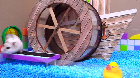 The Awesome Hamster Ball Pool Maze Homura Ham Pets