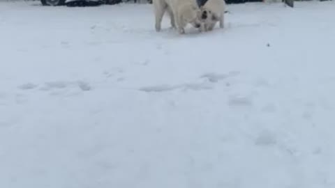 First snow for the pearly white retriever pups!