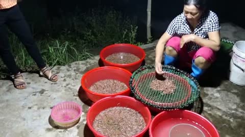 Skin-crawling scenes as Vietnamese farmers harvest millions of wriggling worms